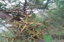 皂角刺的藥用價值是什么？皂角刺的功效與作用有哪些？