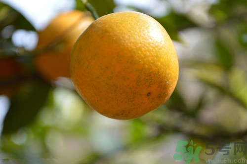 橘子沒熟可以吃嗎?橘子沒熟吃了會怎么樣 橘子沒熟可以吃嗎?橘子沒熟吃了會怎么樣