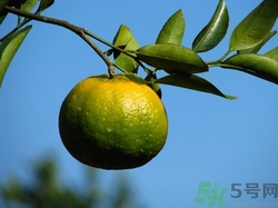 橘子沒熟可以吃嗎?橘子沒熟吃了會怎么樣 橘子沒熟可以吃嗎?橘子沒熟吃了會怎么樣