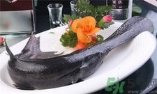 鴨嘴魚的營養(yǎng)價值 鴨嘴魚的功效與作用 鴨嘴魚的營養(yǎng)價值 鴨嘴魚的功效與作用