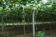 瓜蔞的功效作用 瓜蔞的藥用價(jià)值 瓜蔞的功效作用 瓜蔞的藥用價(jià)值