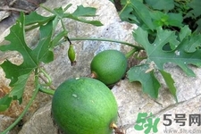 瓜蔞的功效作用 瓜蔞的藥用價(jià)值 瓜蔞的功效作用 瓜蔞的藥用價(jià)值