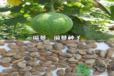 瓜蔞的功效作用 瓜蔞的藥用價(jià)值 瓜蔞的功效作用 瓜蔞的藥用價(jià)值