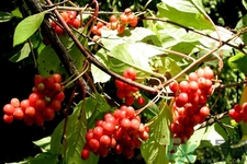 北五味子的功效作用 北五味子的禁忌 北五味子的功效作用 北五味子的禁忌