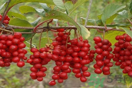 北五味子的功效作用 北五味子的禁忌 北五味子的功效作用 北五味子的禁忌