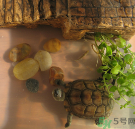 家里養(yǎng)烏龜好不好？家里養(yǎng)烏龜有什么講究？