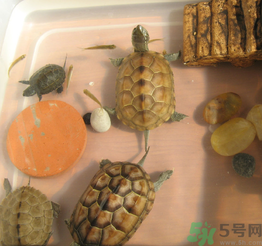 家里養(yǎng)烏龜好不好？家里養(yǎng)烏龜有什么講究？