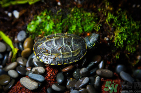 家里養(yǎng)烏龜好不好？家里養(yǎng)烏龜有什么講究？