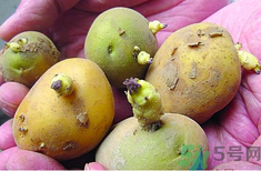 土豆發(fā)芽了還能吃嗎？發(fā)芽的土豆吃了會怎么樣？