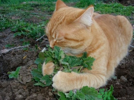 貓薄荷是什么？貓薄荷對(duì)貓有什么作用？