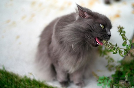 貓薄荷是什么？貓薄荷對(duì)貓有什么作用？