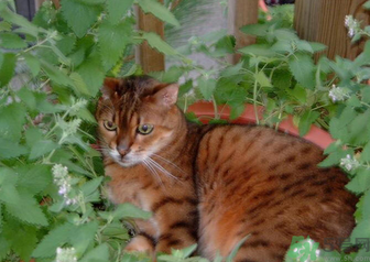 貓薄荷對貓有危害嗎？使用貓薄荷的注意事項(xiàng)