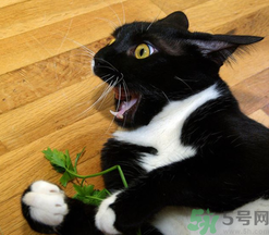 貓薄荷對貓有危害嗎？使用貓薄荷的注意事項(xiàng)