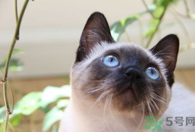 貓薄荷對貓有危害嗎？使用貓薄荷的注意事項(xiàng)