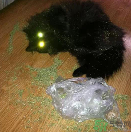 貓薄荷怎么用？貓薄荷和薄荷的區(qū)別
