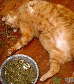 貓薄荷怎么用？貓薄荷和薄荷的區(qū)別