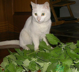 貓薄荷怎么用？貓薄荷和薄荷的區(qū)別