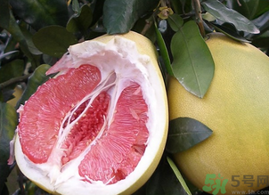 紅心西柚的功效與作用 紅心西柚的吃法 紅心西柚的功效與作用 紅心西柚的吃法