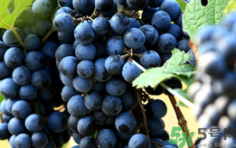 螃蟹可以和葡萄一起吃嗎?螃蟹能和葡萄同吃嗎? 螃蟹可以和葡萄一起吃嗎?螃蟹能和葡萄同吃嗎?