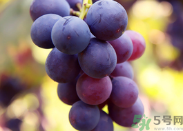 龍蝦可以和葡萄一起吃嗎?龍蝦能和葡萄同吃嗎? 龍蝦可以和葡萄一起吃嗎?龍蝦能和葡萄同吃嗎?