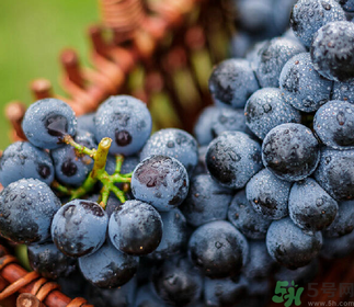 夏黑葡萄營養(yǎng)價(jià)值 夏黑葡萄的功效與作用 夏黑葡萄營養(yǎng)價(jià)值 夏黑葡萄的功效與作用