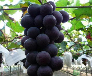 巨峰葡萄皮可以吃嗎？巨峰葡萄的好處及禁忌