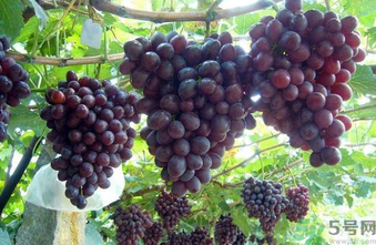 巨峰葡萄皮可以吃嗎？巨峰葡萄的好處及禁忌