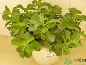 救心菜怎么吃？救心菜的吃法