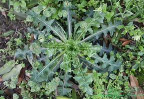 救心菜怎么吃？救心菜的吃法