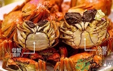 螃蟹公母怎么分?螃蟹公母的區(qū)別 螃蟹公母分別圖片 螃蟹公母怎么分?螃蟹公母的區(qū)別 螃蟹公母分別圖片