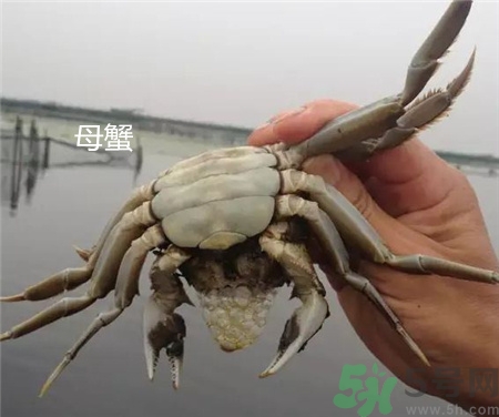 螃蟹公母怎么分?螃蟹公母的區(qū)別 螃蟹公母分別圖片 螃蟹公母怎么分?螃蟹公母的區(qū)別 螃蟹公母分別圖片