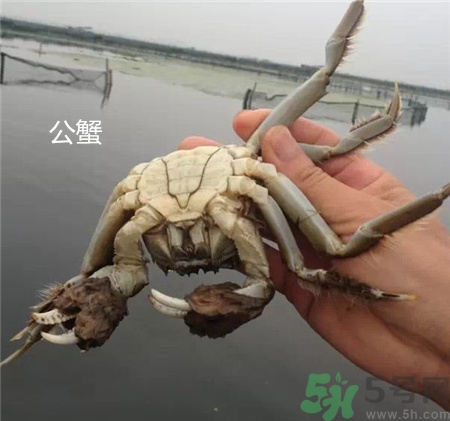 螃蟹公母怎么分?螃蟹公母的區(qū)別 螃蟹公母分別圖片 螃蟹公母怎么分?螃蟹公母的區(qū)別 螃蟹公母分別圖片