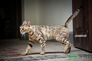 貓咪不高興的表現(xiàn)有哪些?主人應(yīng)該怎么辦 貓咪不高興的表現(xiàn)有哪些?主人應(yīng)該怎么辦