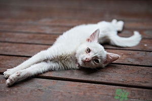 貓咪不高興的表現(xiàn)有哪些?主人應(yīng)該怎么辦 貓咪不高興的表現(xiàn)有哪些?主人應(yīng)該怎么辦