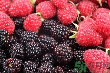 桑葚的功效與作用 桑葚的營養(yǎng)價值 桑葚的功效與作用 桑葚的營養(yǎng)價值