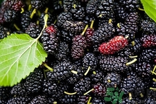 桑葚的功效與作用 桑葚的營養(yǎng)價值 桑葚的功效與作用 桑葚的營養(yǎng)價值