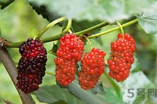 桑葚的功效與作用 桑葚的營養(yǎng)價值 桑葚的功效與作用 桑葚的營養(yǎng)價值