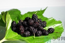 桑葚的功效與作用 桑葚的營養(yǎng)價值 桑葚的功效與作用 桑葚的營養(yǎng)價值