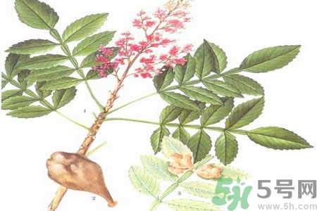 五倍子的功效與作用 五倍子的藥用價(jià)值 五倍子的功效與作用 五倍子的藥用價(jià)值