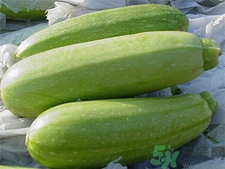 西葫蘆的營養(yǎng)價(jià)值 西葫蘆的功效與作用 西葫蘆的營養(yǎng)價(jià)值 西葫蘆的功效與作用