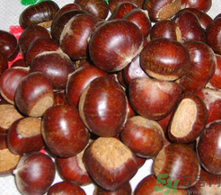 生板栗怎么去殼？生板栗去殼妙招