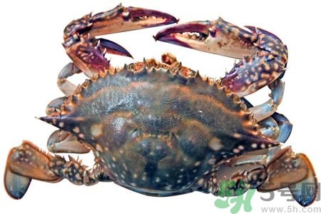 大閘蟹如何保存？大閘蟹死了還能吃嗎？