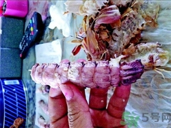 皮皮蝦怎么剝皮?皮皮蝦怎么剝開(kāi)? 皮皮蝦怎么剝皮?皮皮蝦怎么剝開(kāi)?