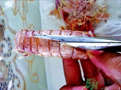 皮皮蝦怎么剝皮?皮皮蝦怎么剝開(kāi)? 皮皮蝦怎么剝皮?皮皮蝦怎么剝開(kāi)?