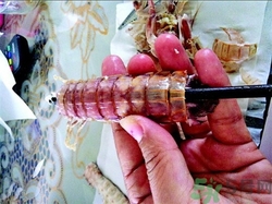 皮皮蝦怎么剝皮?皮皮蝦怎么剝開(kāi)? 皮皮蝦怎么剝皮?皮皮蝦怎么剝開(kāi)?