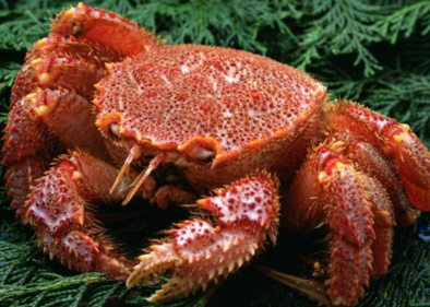 大閘蟹什么時(shí)候吃最好？吃大閘蟹的最佳時(shí)間