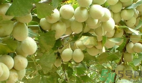 銀杏樹果子能吃嗎?銀杏樹果子怎么吃 銀杏樹果子能吃嗎?銀杏樹果子怎么吃