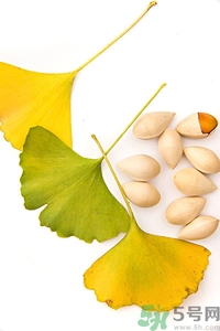 新鮮白果怎么處理?新鮮白果的食用方法 新鮮白果怎么處理?新鮮白果的食用方法