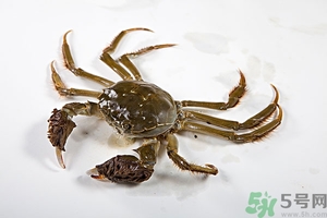 螃蟹怎么保存才新鮮？活螃蟹怎么保存過夜？