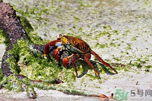 螃蟹怎么保存才新鮮？活螃蟹怎么保存過夜？